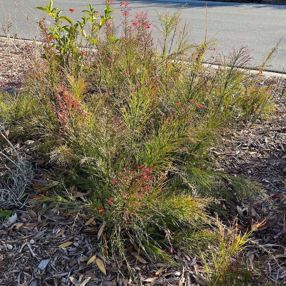 3 Gal. Firecracker Plant Flowering Shrub with Scarlet Red Flowers RUSS004G3