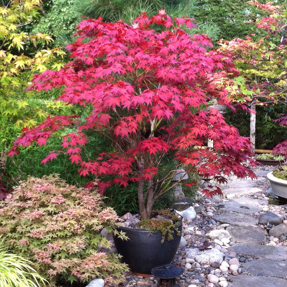 Bloodgood Japanese Maple