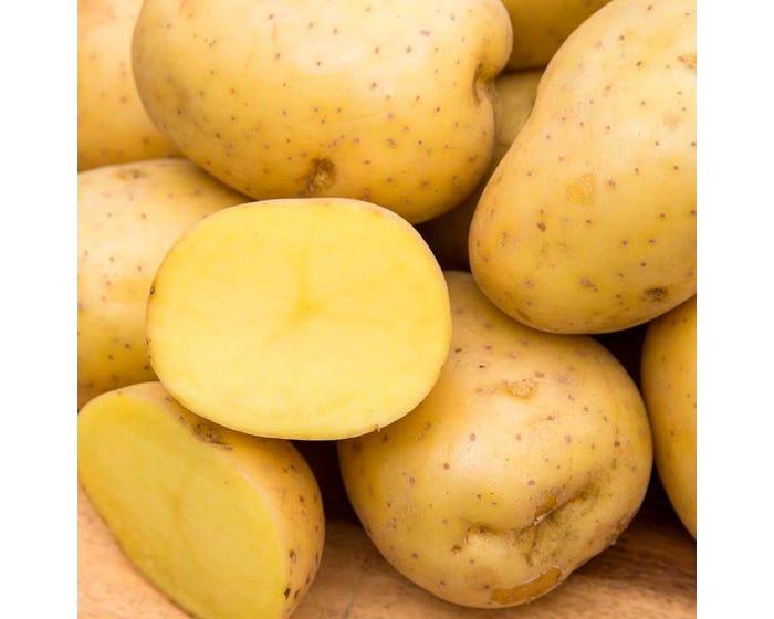 Yukon Gold Seed Potatoes