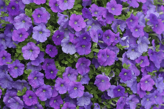 3 Wave Petunia， Blue 3.5