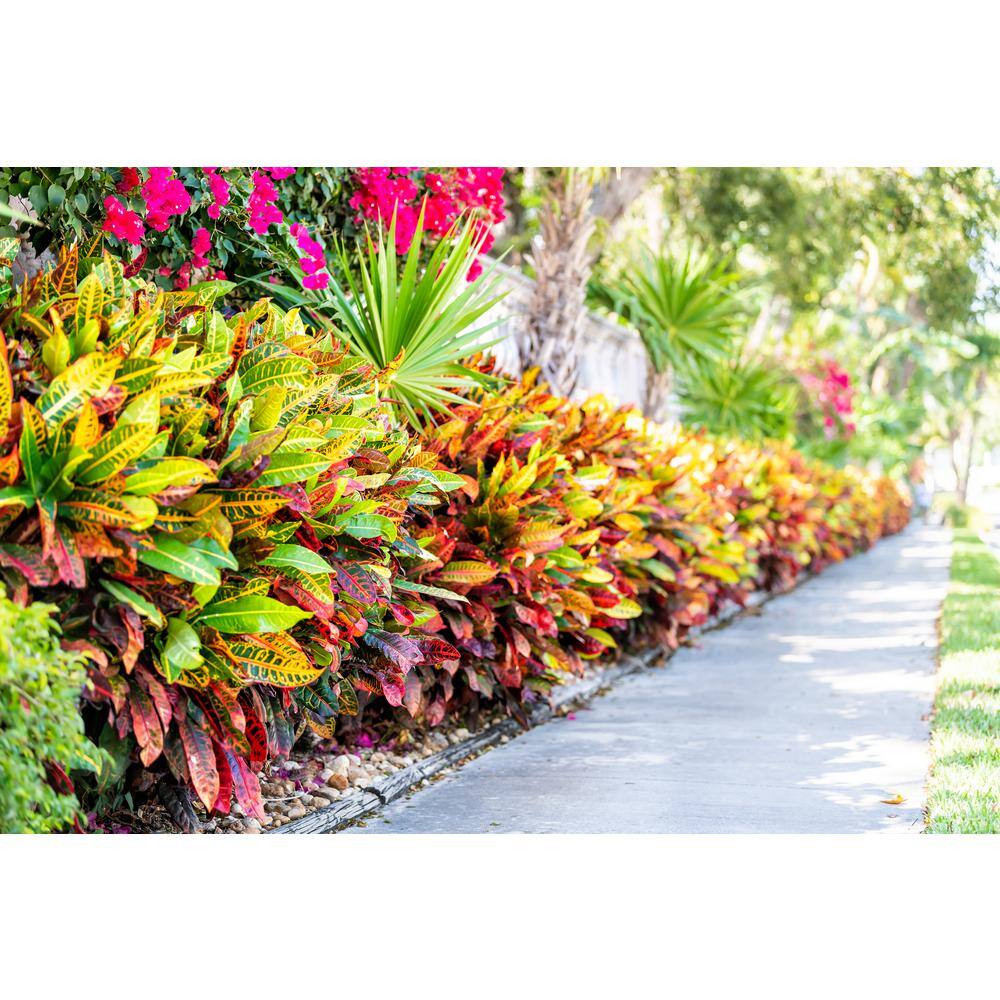Pure Beauty Farms 2.5 Qt. Croton Petra Shrub Plant in 6.33 In. Grower's Pot (2-Plants) DC1GCROTON2