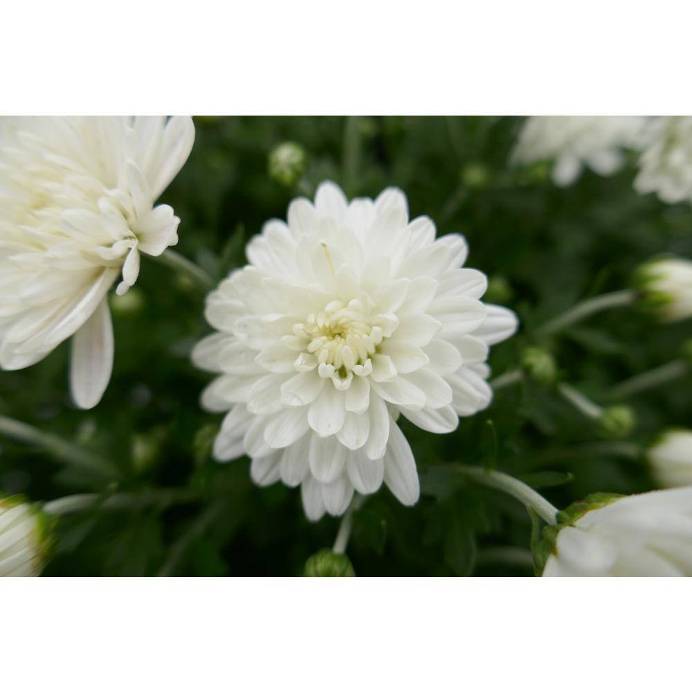 BELL NURSERY 3 Qt. White Chrysanthemum Annual Live Plant with White Flowers in 8 in. Grower Pot (2-Pack) CHMUM8WHT2PK