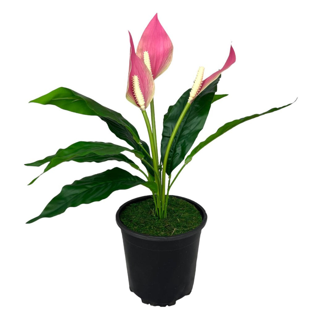 Gorgeous Potted Pink Peace Lily-Artificial