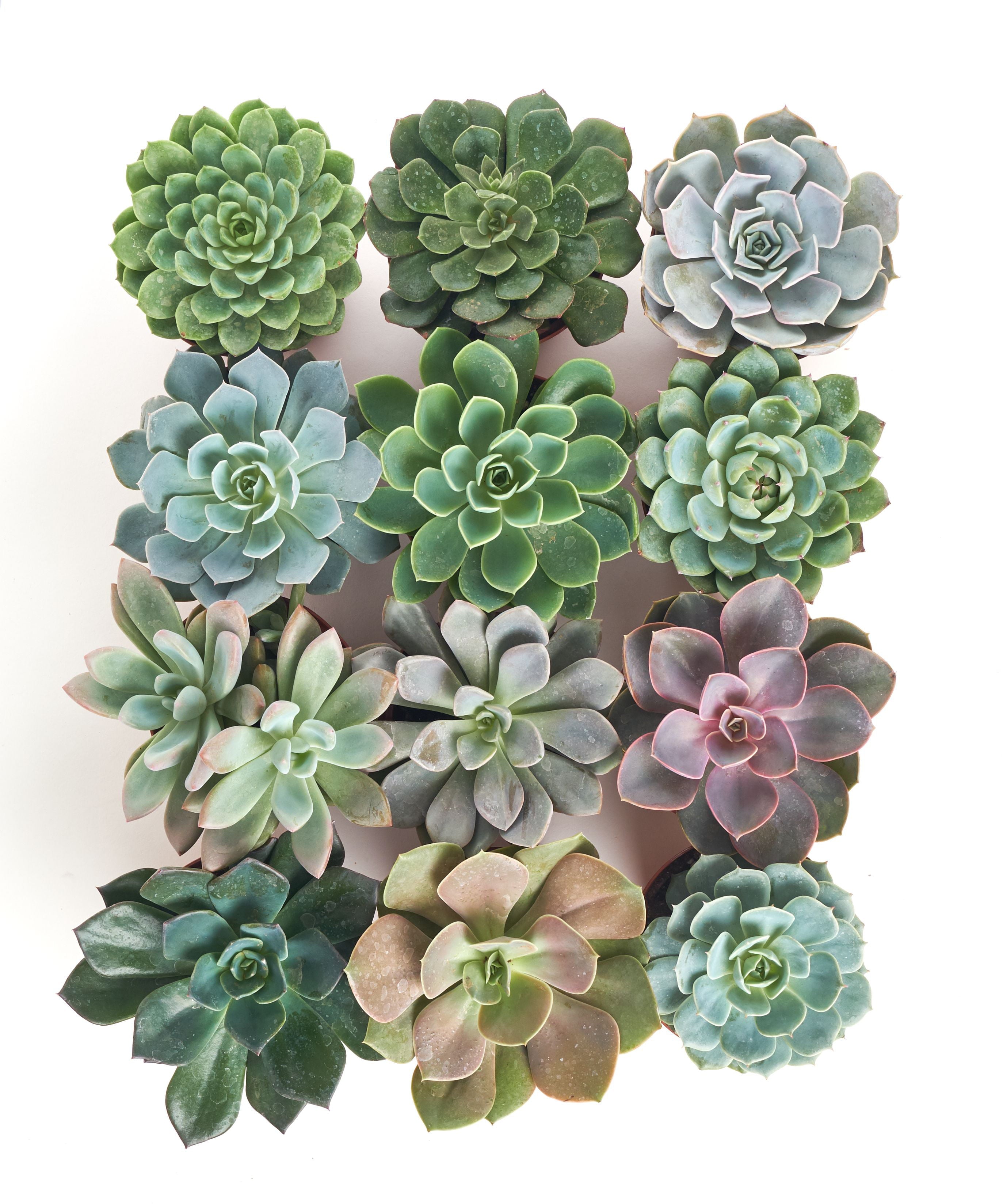 Home Botanicals 4 Inch Rosette Succulent Collection Succulent (Collection of 12)