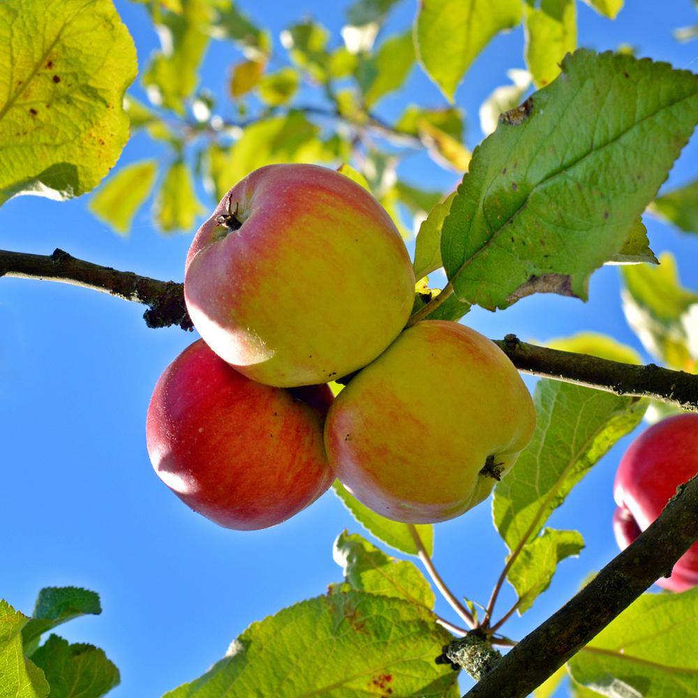 Anna Apple Tree APPANN05G