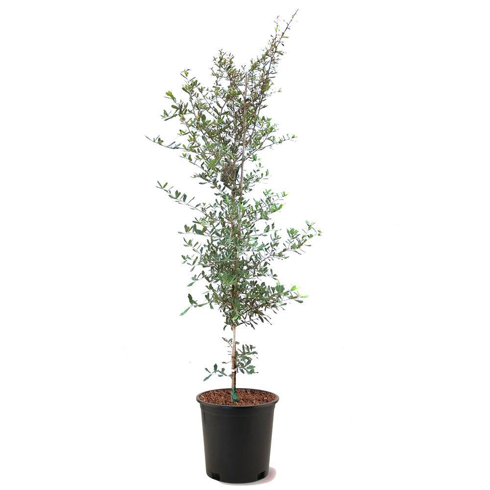 Southern Live Oak Semi-Evergreen Shade Tree OAKLIV05G