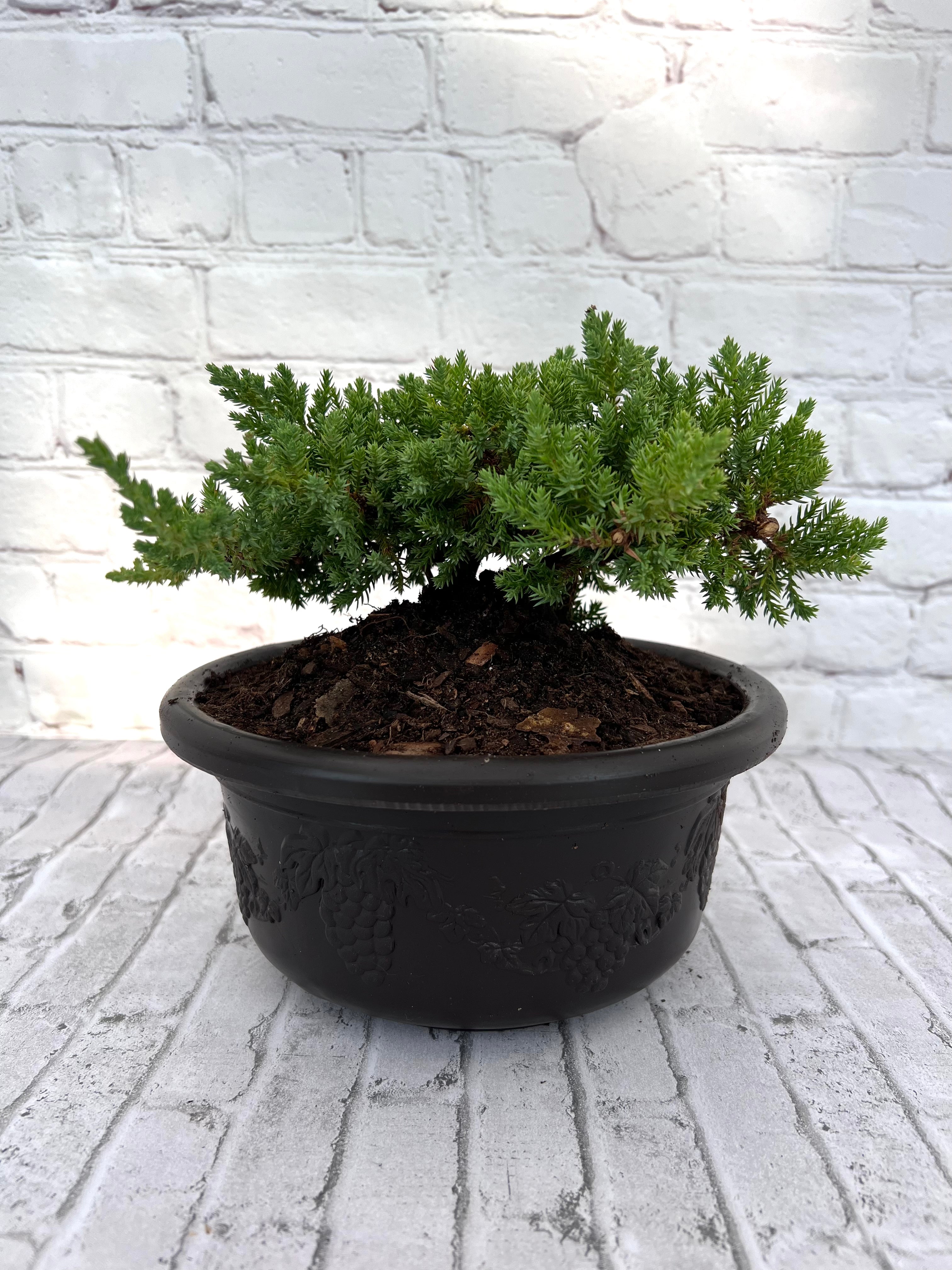 Juniper Bonsai (Live) - Very Cold Hardy, Live & Exotic