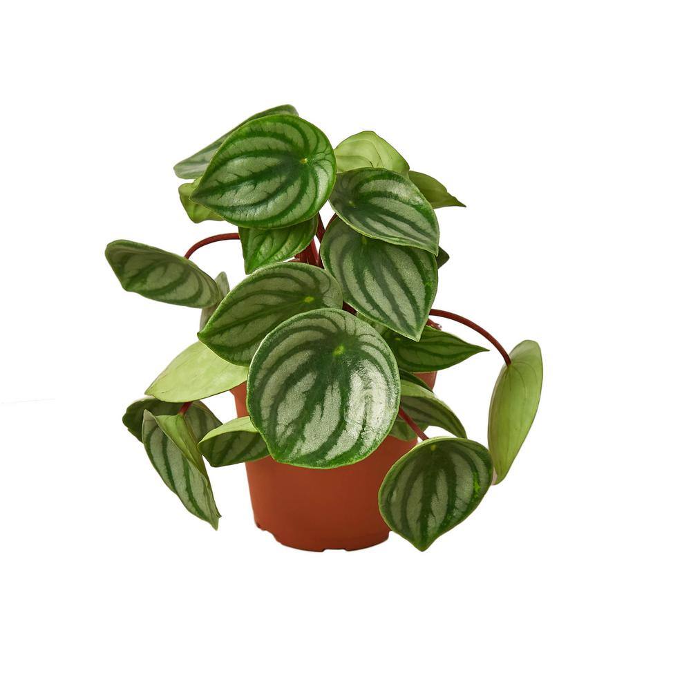 Peperomia Watermelon (Peperomia argyreia) Plant in 4 in. Grower Pot 4_PEPEROMIA_WATERMELON