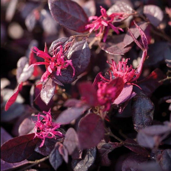 Ruby Loropetalum