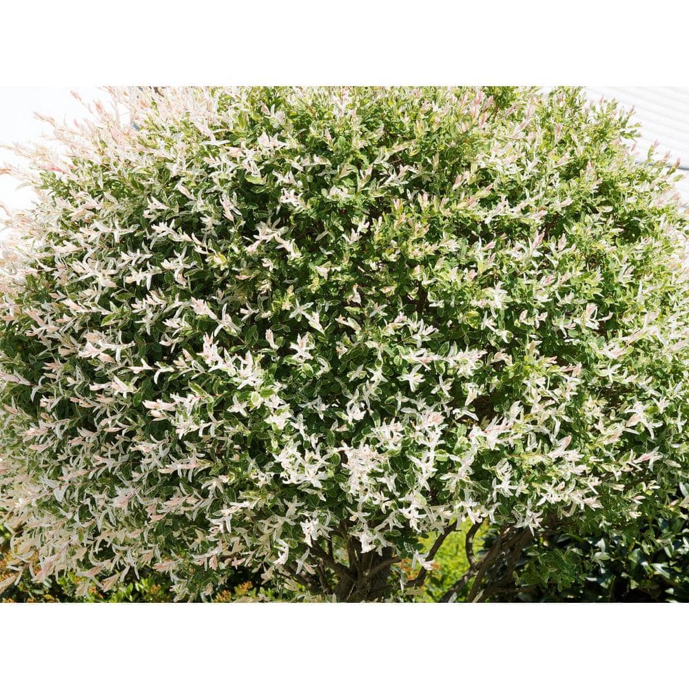 BELL NURSERY 3 Gal. Hakuro Nishiki Dappled Willow (Salix integra) Live Shrub Tree SALIX3HAK1PK