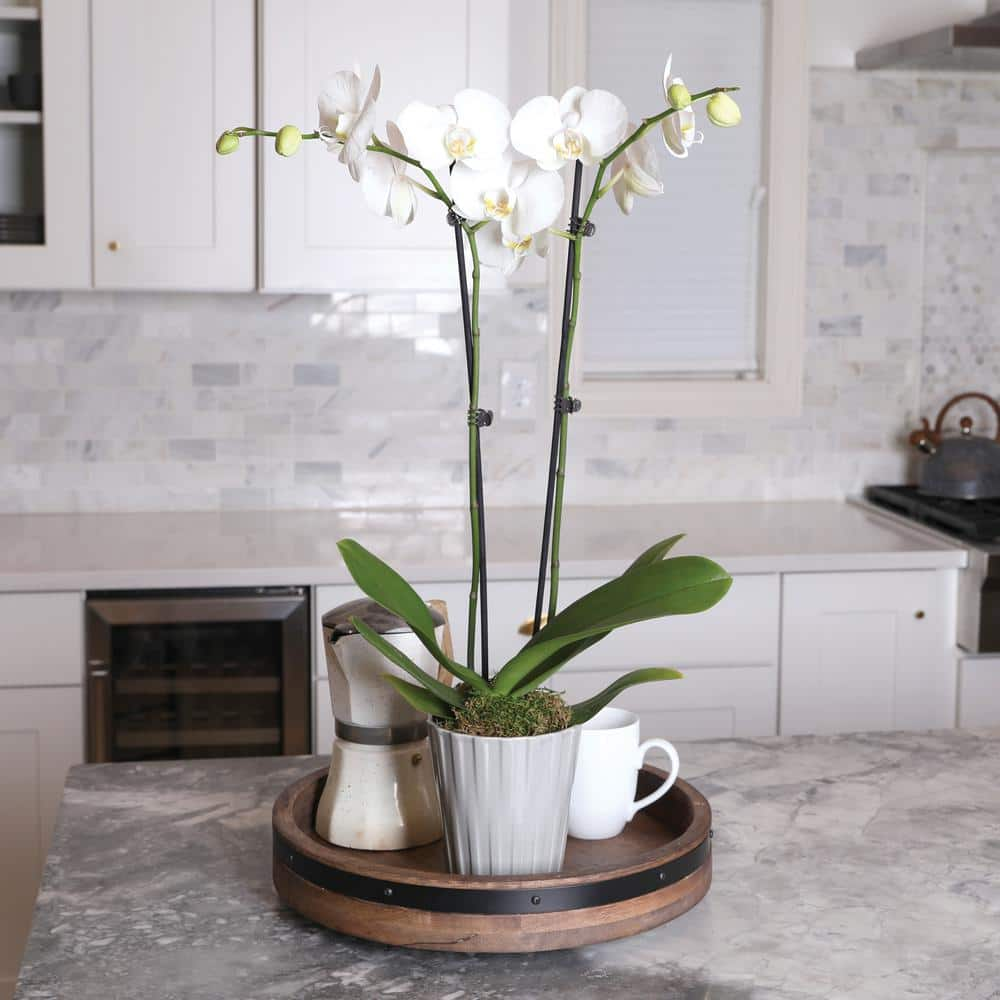 Just Add Ice Premium Orchid (Phalaenopsis) White with Yellow Throat Plant in 5 in. Grey Ceramic Pottery J5010