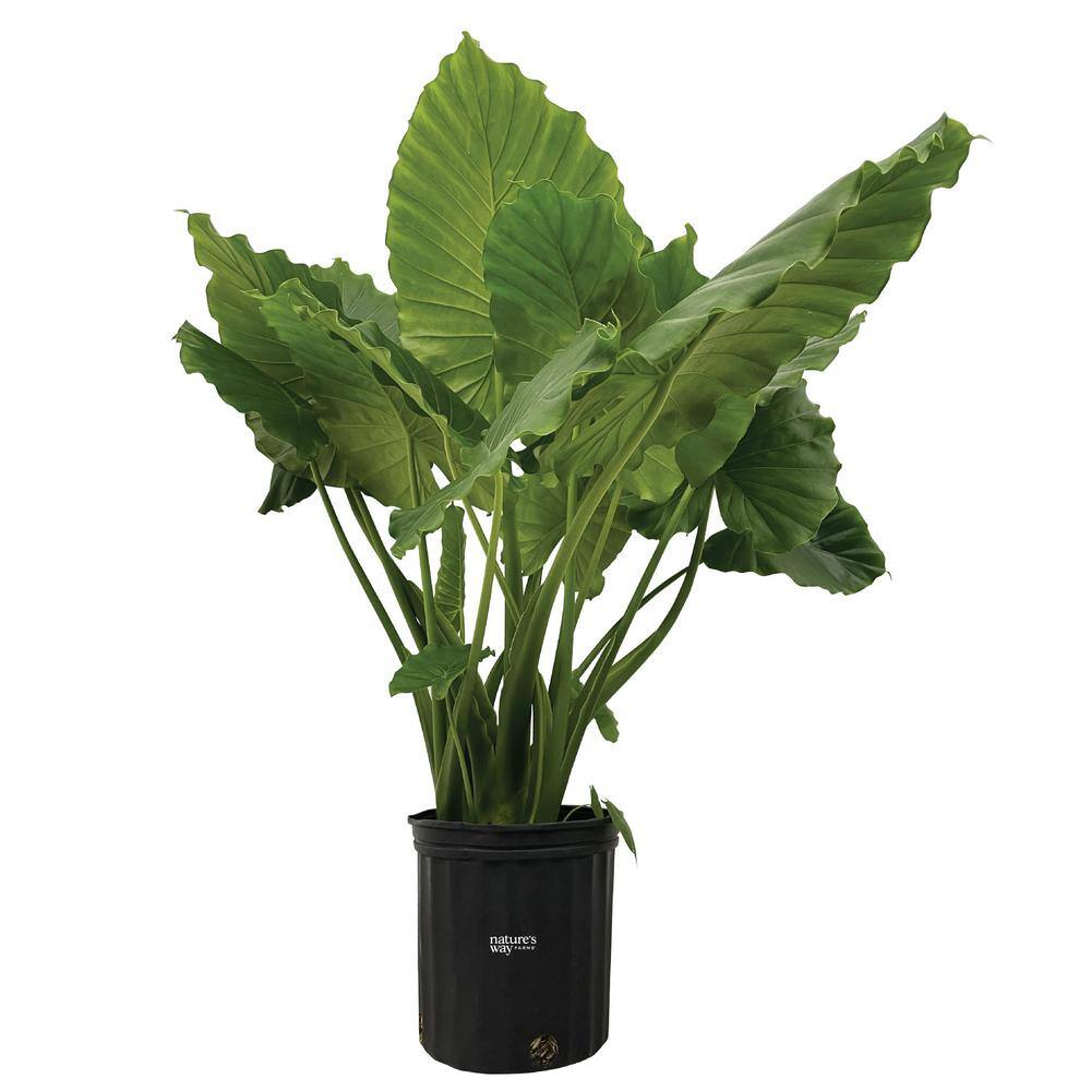 NATURE'S?WAY FARMS Alocasia California Live Outdoor Plant in Growers Pot Average Shipping Height 2-3 Ft. Tall 3125