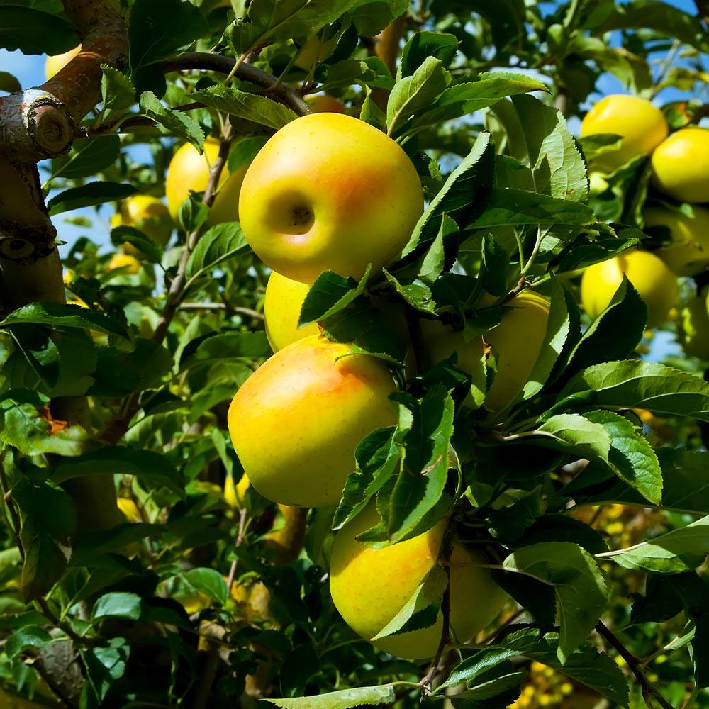 Golden Delicious Apple Tree