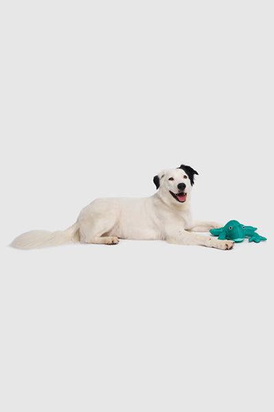 Canada Pooch Chill Seeker Cooling Pals Teal Frog Dog Toy