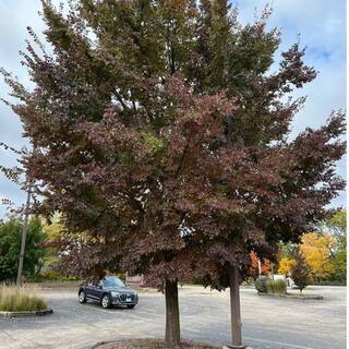 7 Gal. Frontier Elm Shade Tree ELMFRO07G