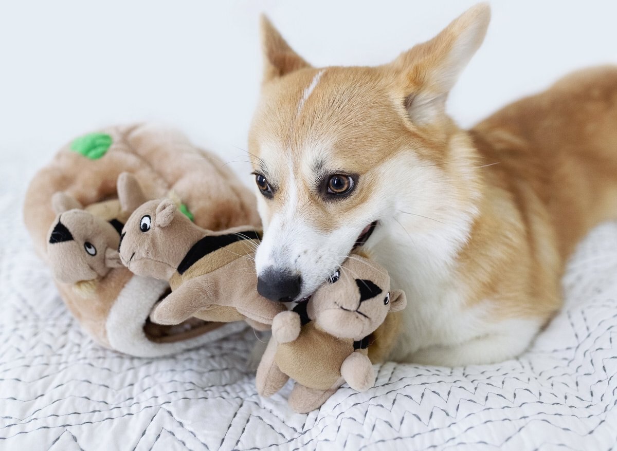 Outward Hound Hide A Squirrel Squeaky Puzzle Plush Dog Toy