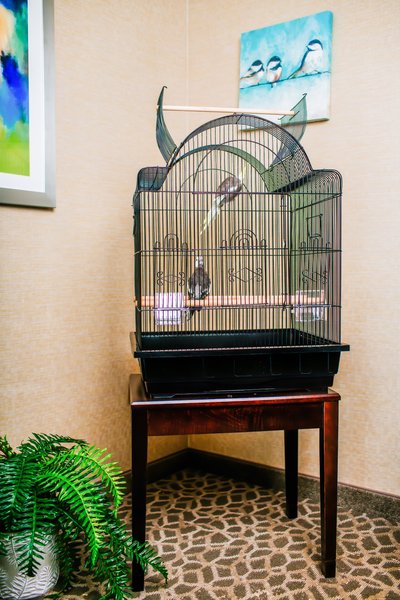 AandE Cage Company 32-in Victorian Open Top Bird Cage， Black， Medium