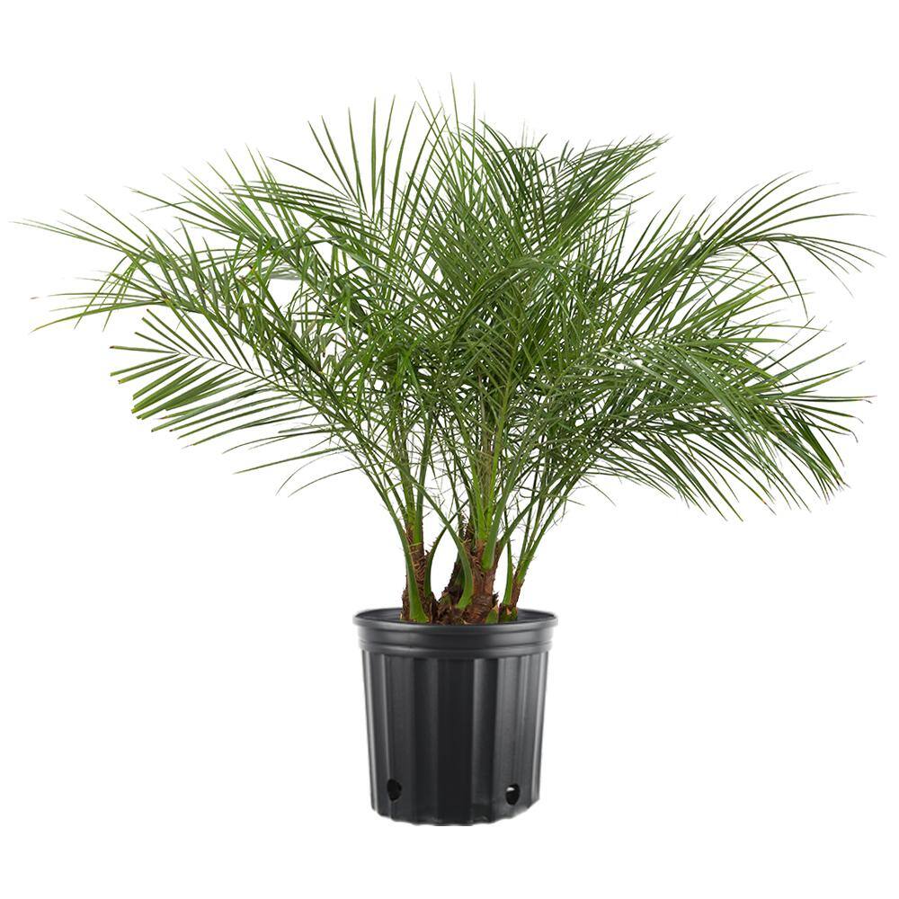 Costa Farms 10 in. Phoenix Roebelenii Tree in Pot PXR1