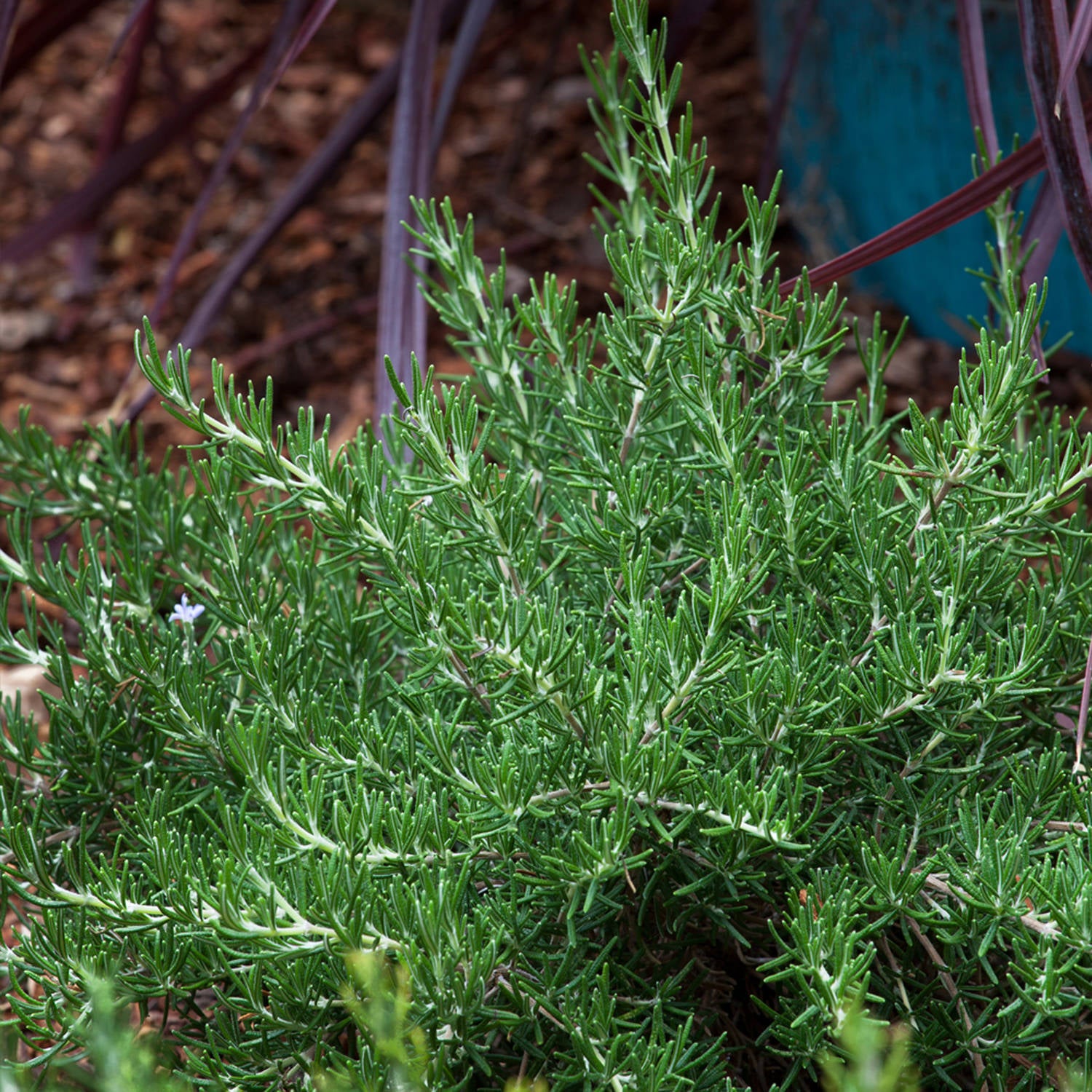 Chef's Choice Rosemary (2 Gallon) Fragrant Evergreen Herb Shrub - Full Sun Live Outdoor Plant - Southern Living Plants