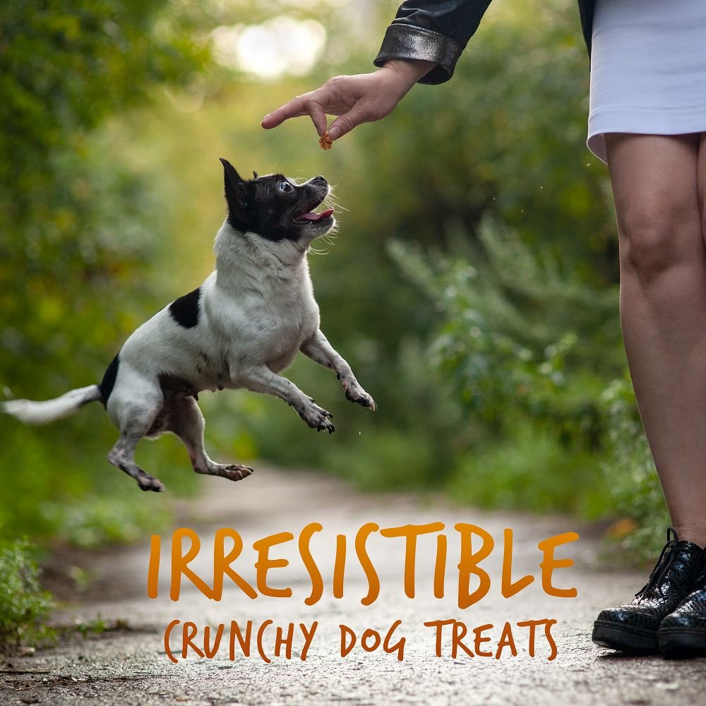 Fruitables Skinny Minis Pumpkin and Mango Flavor Soft and Chewy Dog Treats