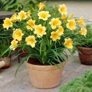 VAN ZYVERDEN Yellow Daylily Re-Blooming Stella de'Oro Roots (5-Pack) 83491