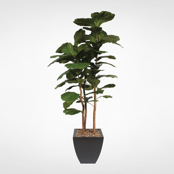 7' Brazilian Fiddle Tree with Real Wood Trunk in a Black Planter