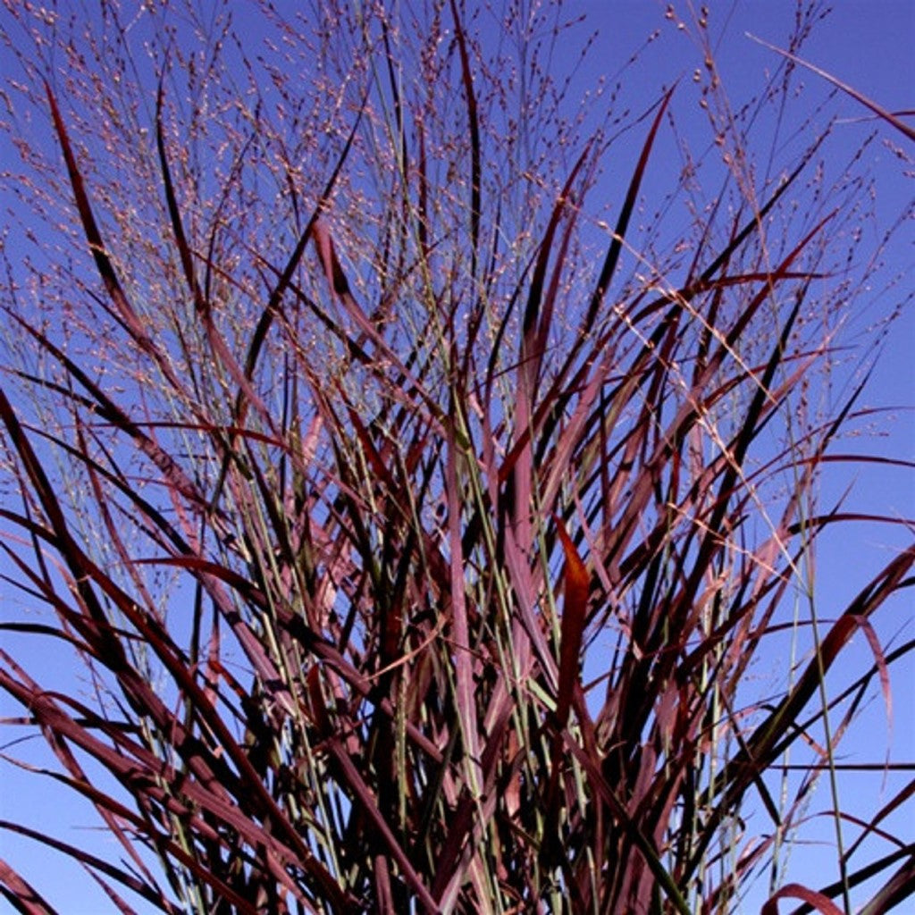 Panicum 'Hot Rod' Switchgrass