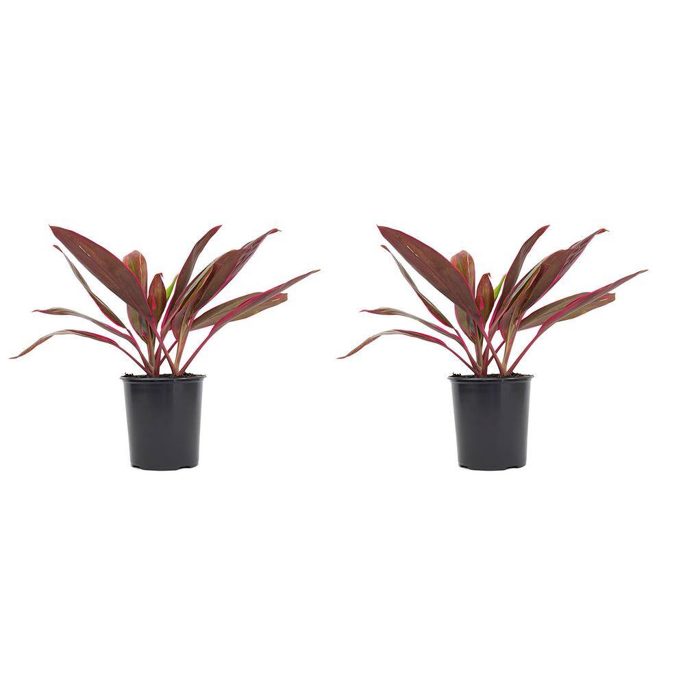 Pure Beauty Farms 2.5 Qt. Cordyline Red Sister Plant 6.33 in. Grower's Pot (2-Pack) DC1GCORREDSIS2