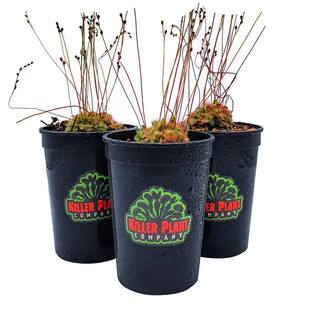 KILLER PLANT COMPANY Sundew - Drosera Spathulata - Carnivorous Plant 1