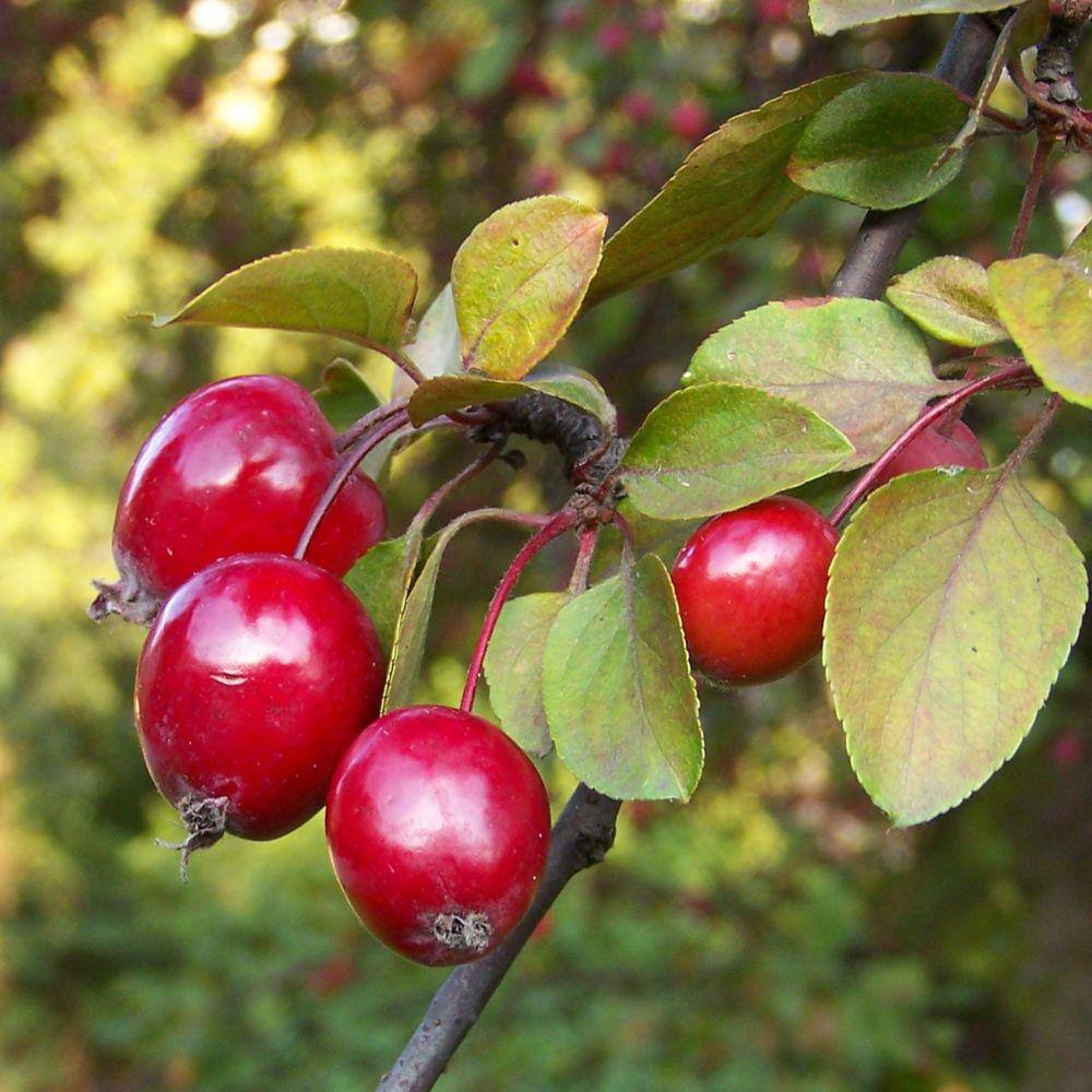 7 Gal. Floribunda Crabapple Flowering Deciduous Tree with Pink Flowers CRAFLO07G