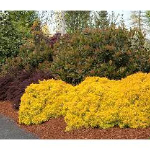 Online Orchards 1 Gal. Dwarf Golden Barberry Shrub with Exceptionally Bright Yellow Foliage SBBB002