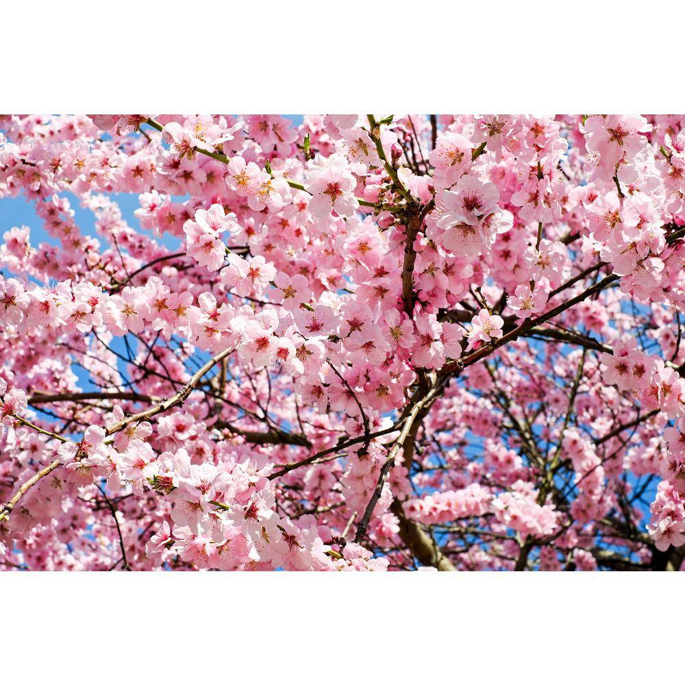 Online Orchards Shirofugen Cherry Blossom Tree Bare Root FLCH003