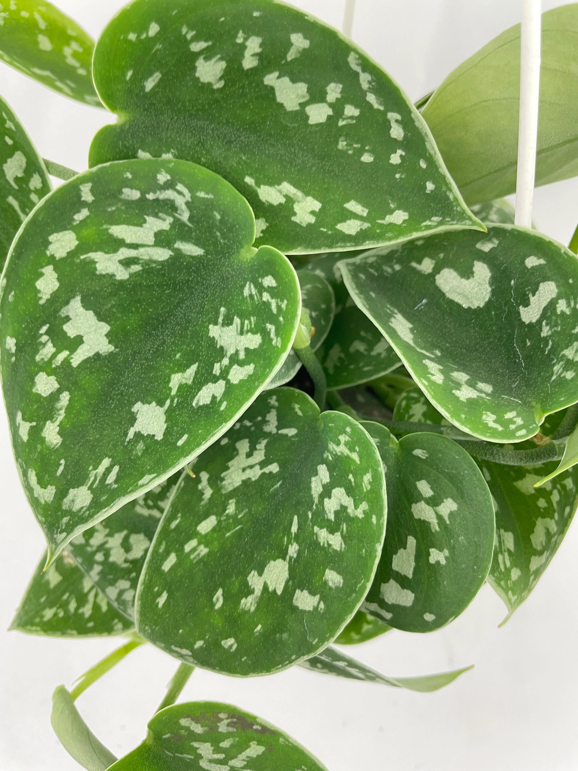 Scindapsus Pictus 'Argyraeus' Satin Pothos