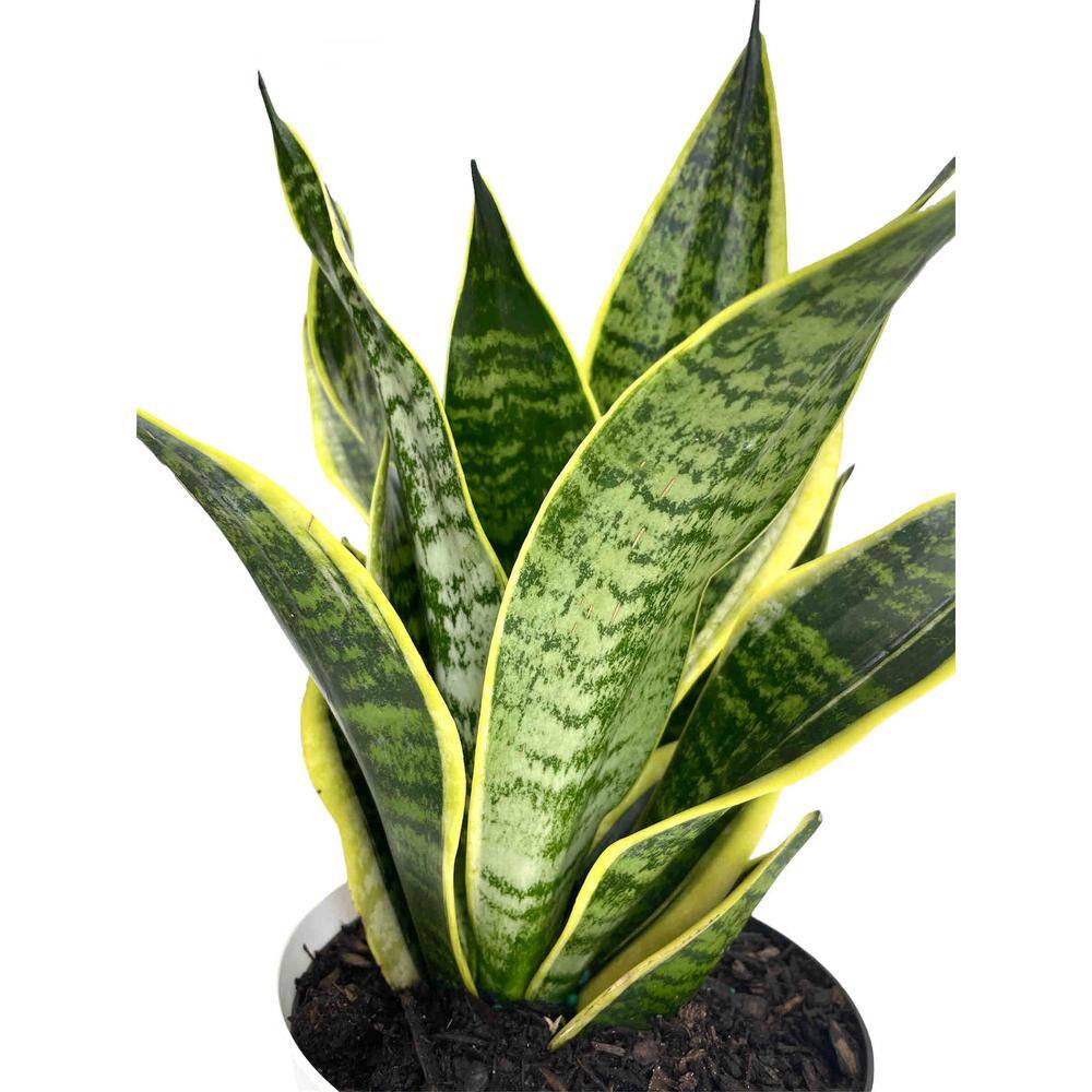 EVERBLOOM GROWERS INC. 6 in. Snake Plant Sansevieria Plant Grower's Choice in White Deco Pot 6SANS