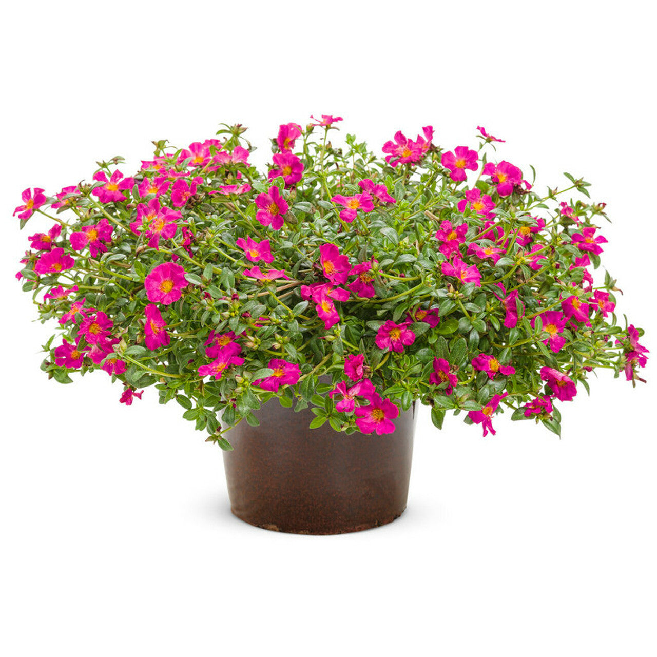 Better Homes and Gardens 1 Quart Purslane Pazazz Nano， Multicolors， Annual， Live Plant (4 Count Pack)