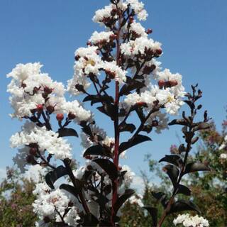 Black Diamond 3 Gal. Crystalline Crape Myrtle Flowering Deciduous Tree with White Flowers CRMBCY03G