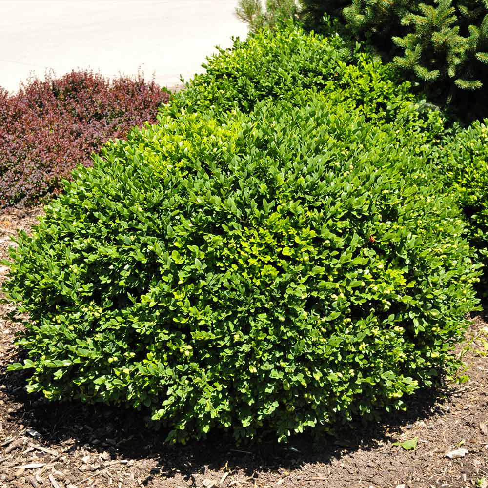 Green Velvet Boxwood Shrub