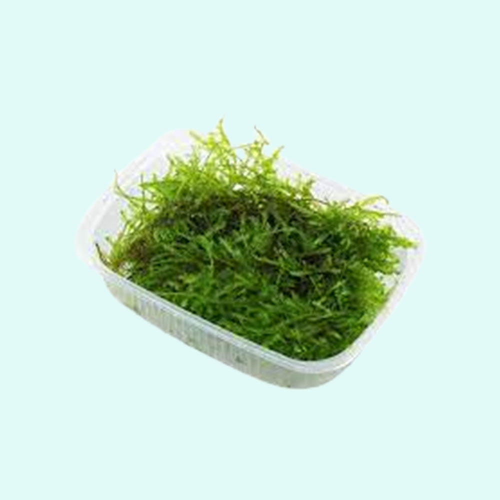 Christmas Moss Vesicularia Portion Live Aquarium Plants BUY2 GET1 FREE