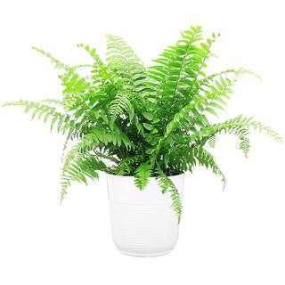 Costa Farms Macho IndoorOutdoor Fern in 9.25 White Paradise Planter Avg. Shipping Height 2-3 ft. Tall CO.3.MF10.PARWT