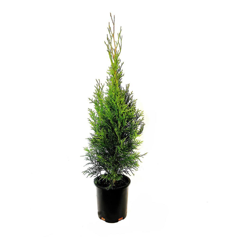 2.5 QT. - Emerald Green Arborvitae (Thuja) Live Evergreen Shrub Green Foliage #1 Pot 1000043080