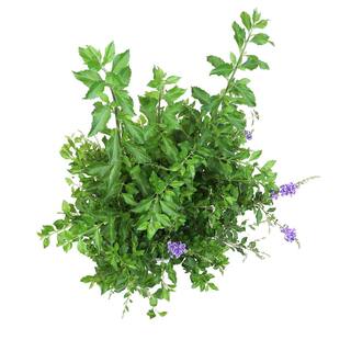 ALTMAN PLANTS Lone Star Growers 8 qt. Skyflower shrub (Duranta Erecta Sweet Memories) Purple blooms 0872605