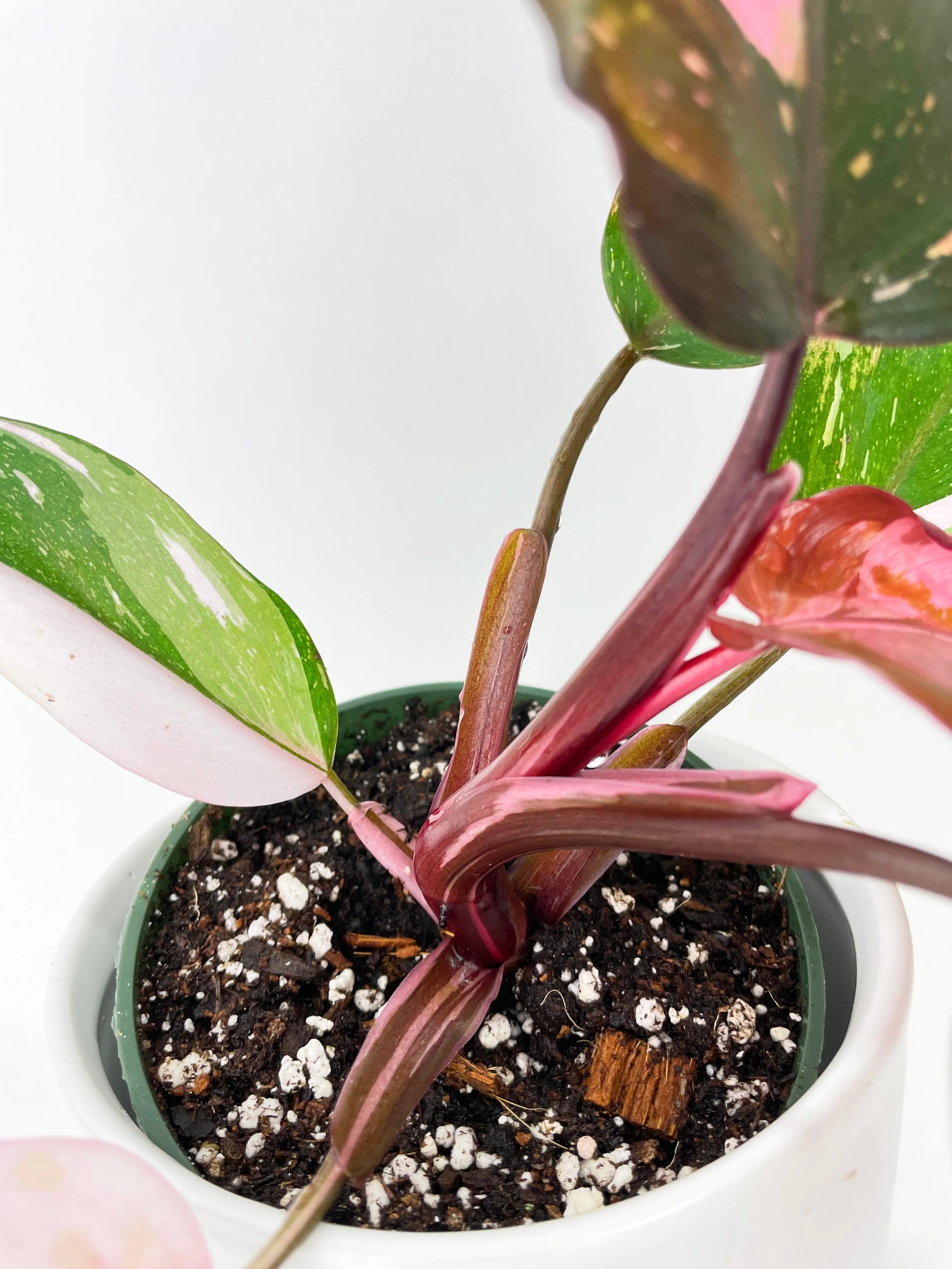 Philodendron Pink Princess