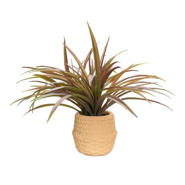 Spider Plant in Cement Pot