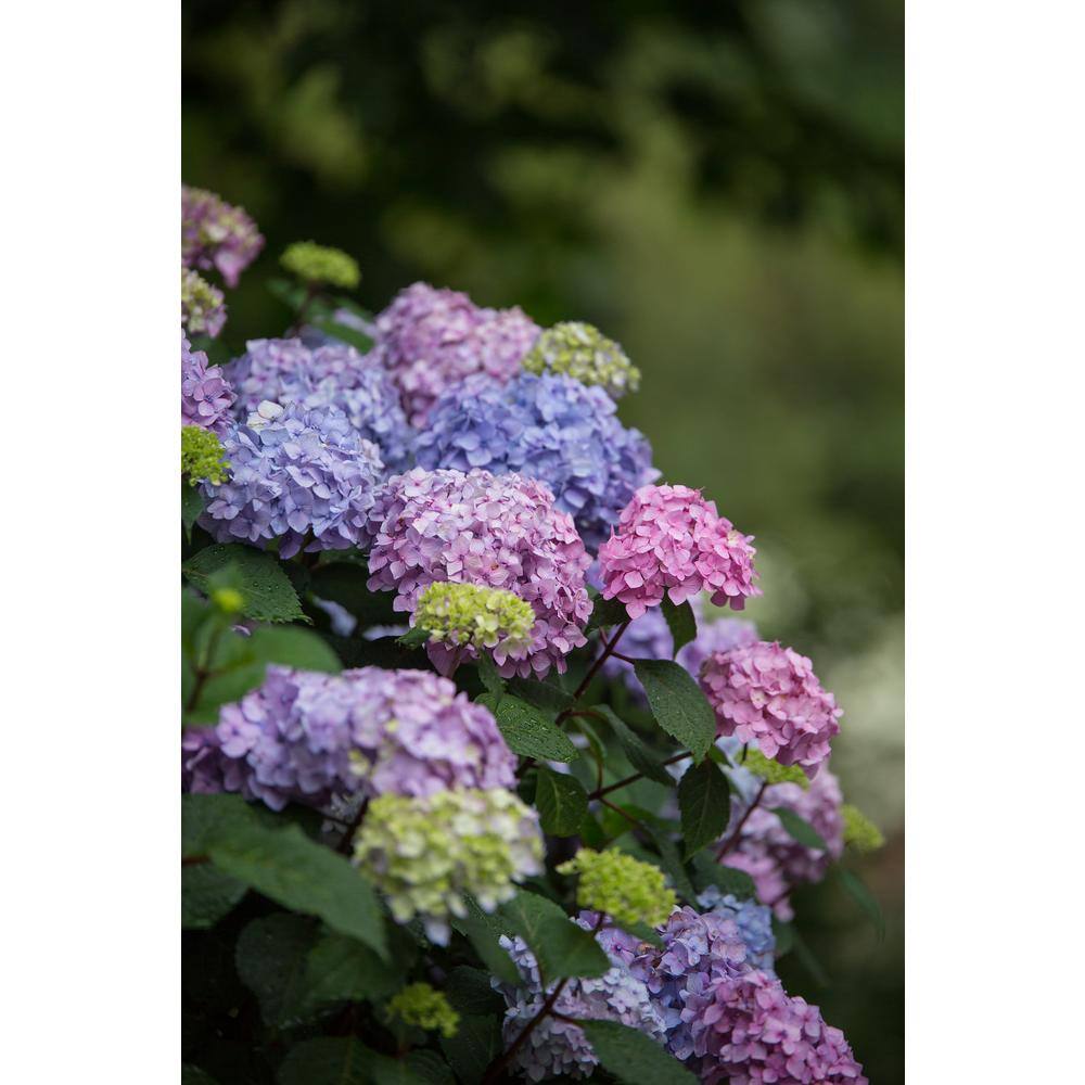 Endless Summer 2 Gal. BloomStruck Hydrangea (Macrophylla) Live Deciduous Shrub Pink or Purple Blooms 14748