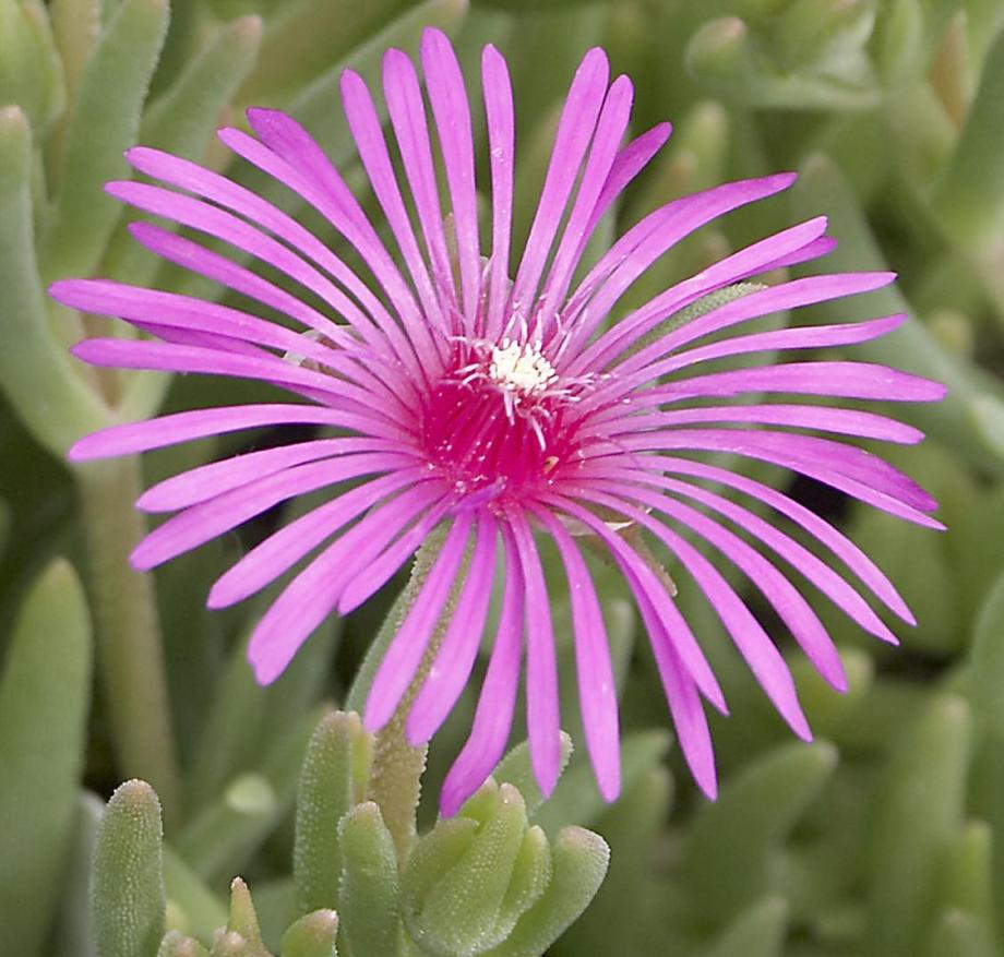 Classy Groundcovers - Delosperma cooperi Mesembryanthemum cooperi， similar to D. sutherlandii {25 Pots - 3 1/2 inch Square}