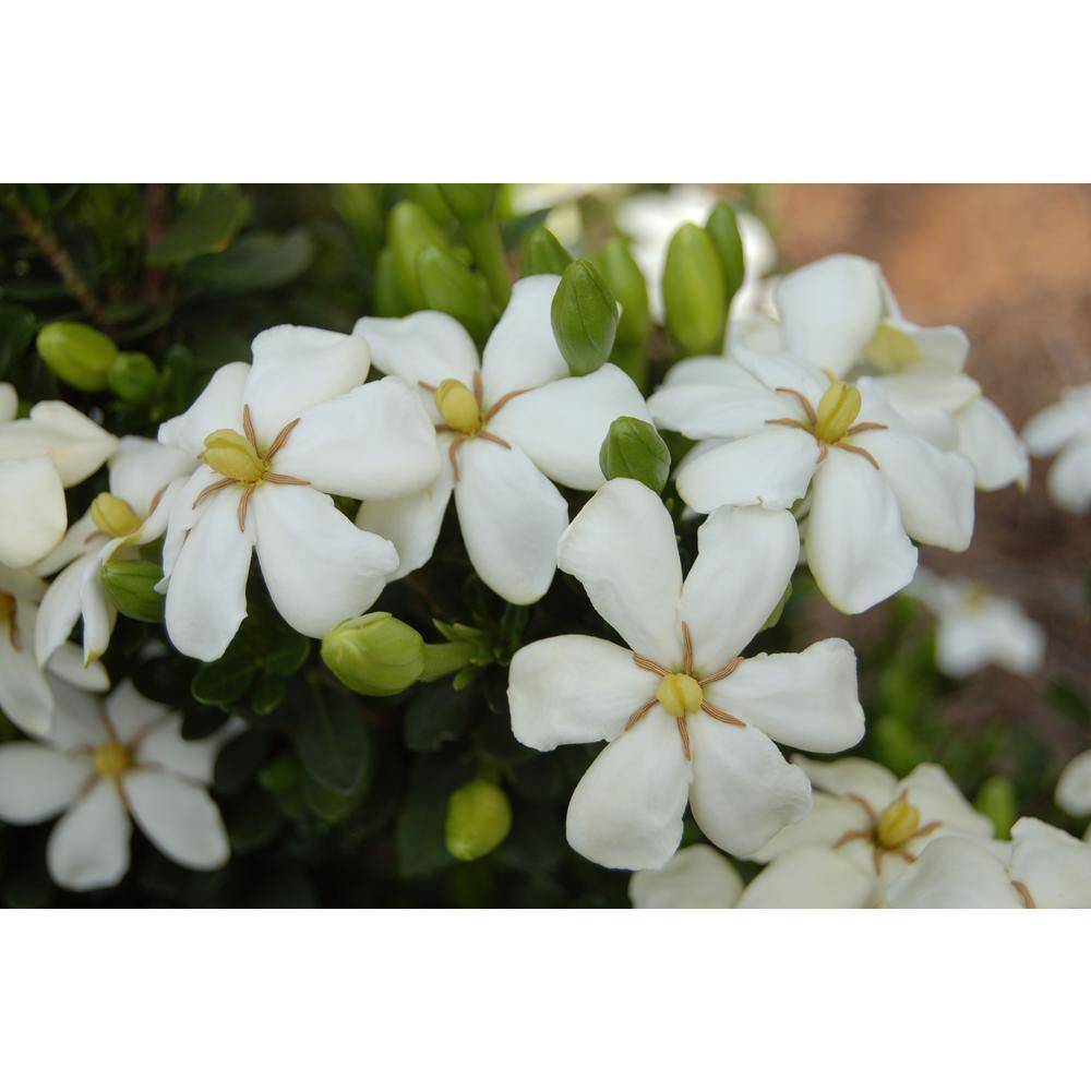 Vigoro 2 Gal. Echo Heaven Scent Gardenia Live Evergreen Shrub Boxwood-Like Dense Small Leaves White Fragrant Blooms 11013