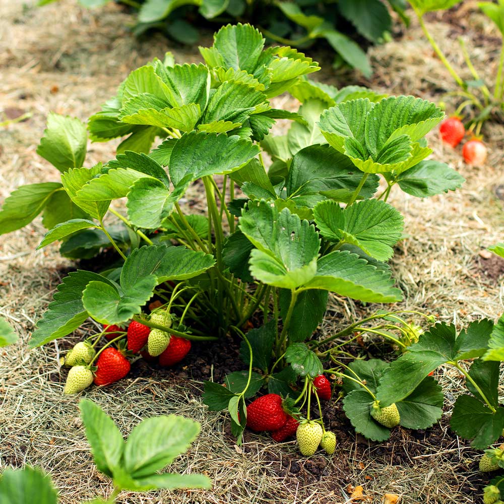 Everbearing Strawberry - USDA Organic