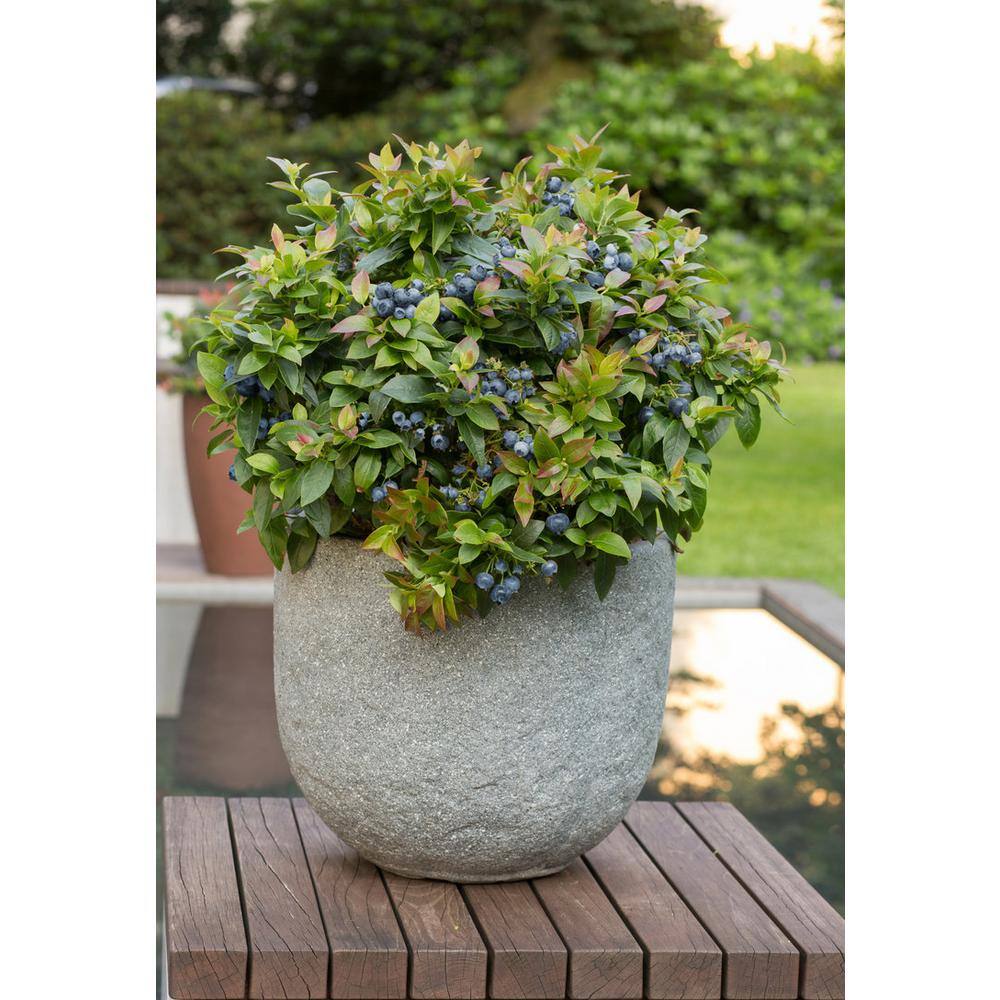 BUSHEL AND BERRY 1 Gal. Bushel and Berry Jelly Bean Blueberry Live Plant 19826