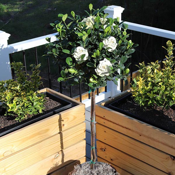 Double Blooming Gardenia Tree