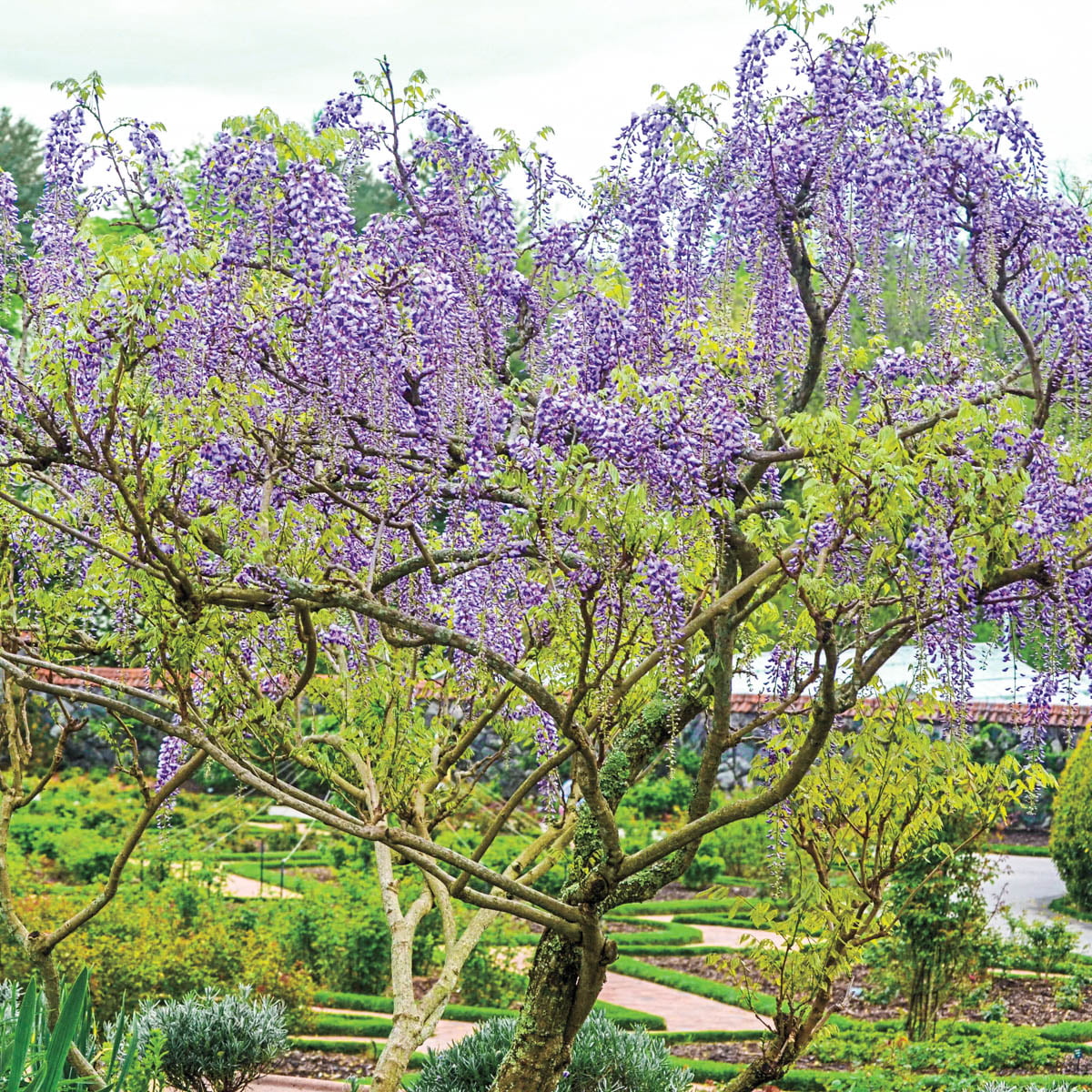 Wisteria Dormant Bare Root Deciduous Flowering Vine (1-Pack)